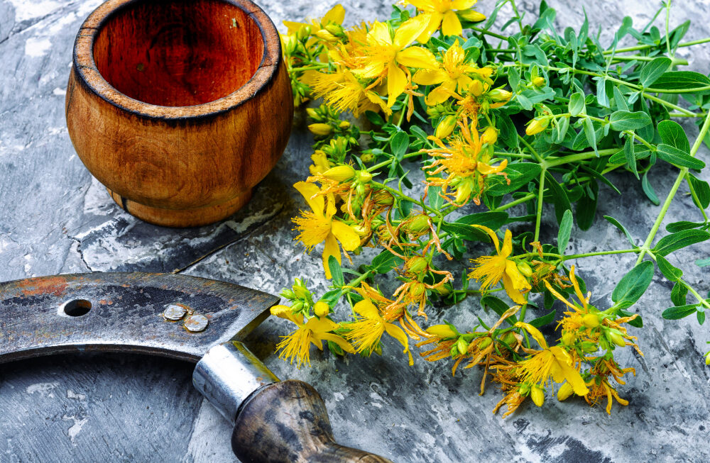 Třezalka je skvělá na bolavá záda